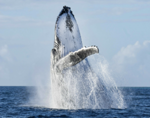 Whale Watching in Cabo with Freefall Academy